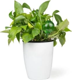 Merkloos Decopatent® 4 Stuks - Waterdruppelaar Voor Planten - Watergever - Glas - Waterbollen - Watergeefsysteem - Plantenbollen - Groen -Tuin Tools Verkoop 1091x1200 4