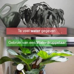 Waterdruppelaar Set Van 6 Stuks - Waterdruppelaar Voor Planten - Watergeefsysteem - Waterbol Irrigatiesysteem - Automatisch Druppelsysteem Voor Kamerplanten & Tuin - Watergever - Doorzichtig - 15cm 13 Waterdruppelaar Set Van 6 Stuks - Waterdruppelaar Voor Planten - Watergeefsysteem - Waterbol Irrigatiesysteem - Automatisch Druppelsysteem Voor Kamerplanten & Tuin - Watergever - Doorzichtig - 15cm -Tuin Tools Verkoop 1200x1200 1007