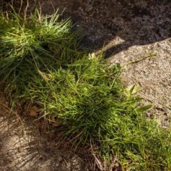 Kantensnijder -Tuin Tools Verkoop 1200x1200 845