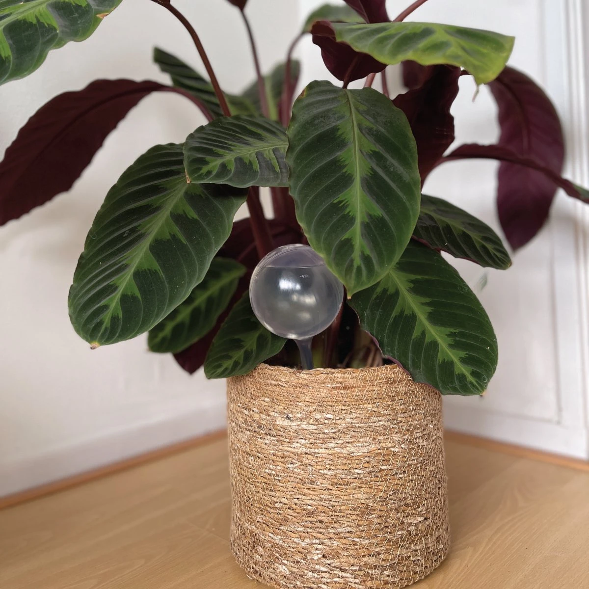 Merkloos JADI - Druppelsysteem - Waterdruppelaar Voor Uw Planten - Set Van 6 Stuks - 3 Grote & 3 Kleine - Transparante Waterbollen 2 Merkloos JADI - Druppelsysteem - Waterdruppelaar Voor Uw Planten - Set Van 6 Stuks - 3 Grote & 3 Kleine - Transparante Waterbollen - Image 2