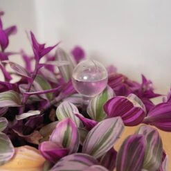 Merkloos JADI - Druppelsysteem - Waterdruppelaar Voor Uw Planten - Set Van 6 Stuks - 3 Grote & 3 Kleine - Transparante Waterbollen 6 Merkloos JADI - Druppelsysteem - Waterdruppelaar Voor Uw Planten - Set Van 6 Stuks - 3 Grote & 3 Kleine - Transparante Waterbollen -Tuin Tools Verkoop 1200x1200 928