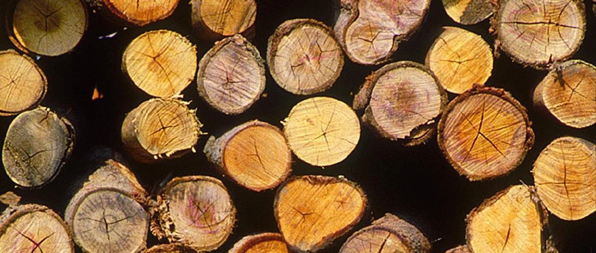 Einhell Accu Kettingzaag GE-LC 18 Li-Solo Power X-Change (Li-Ion, 18 V, 25 Cm Zwaardlengte, 23 Cm Snijlengte, Terugslagbescherming, Kettingvangbout, Zonder Accu En Lader) 15 Einhell Accu Kettingzaag GE-LC 18 Li-Solo Power X-Change (Li-Ion, 18 V, 25 Cm Zwaardlengte, 23 Cm Snijlengte, Terugslagbescherming, Kettingvangbout, Zonder Accu En Lader) - Image 15