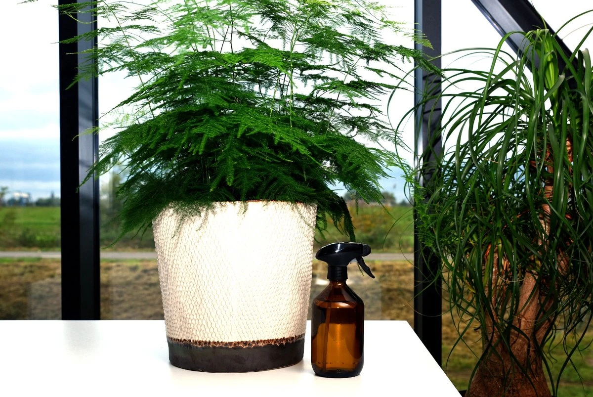 24DOTS Living Plantenspuit | 500 Ml Bruin Amber Glas | Plantensproeier | Plantenspuit Binnen | Waterverstuiver | Vernevelaar 3 24DOTS Living Plantenspuit | 500 Ml Bruin Amber Glas | Plantensproeier | Plantenspuit Binnen | Waterverstuiver | Vernevelaar - Image 3