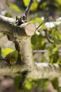 GARDENA - Comfort - Hefboomsnoeischaar Smartcut - Snoeischaar - Takdikte Max. 22 Mm -Tuin Tools Verkoop 799x1200 1